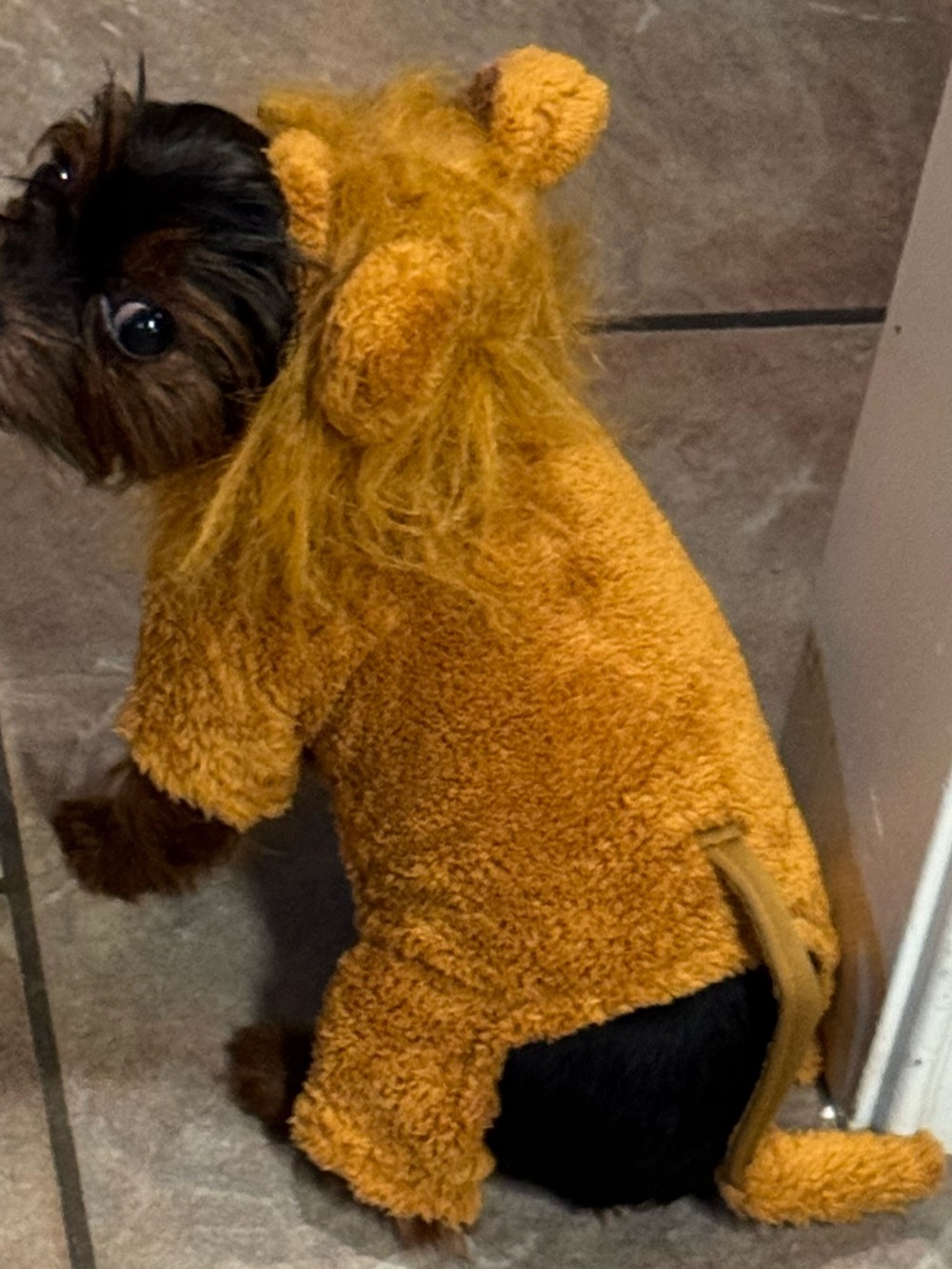 Plush Golden Lion Dog Costume Hoodie XS